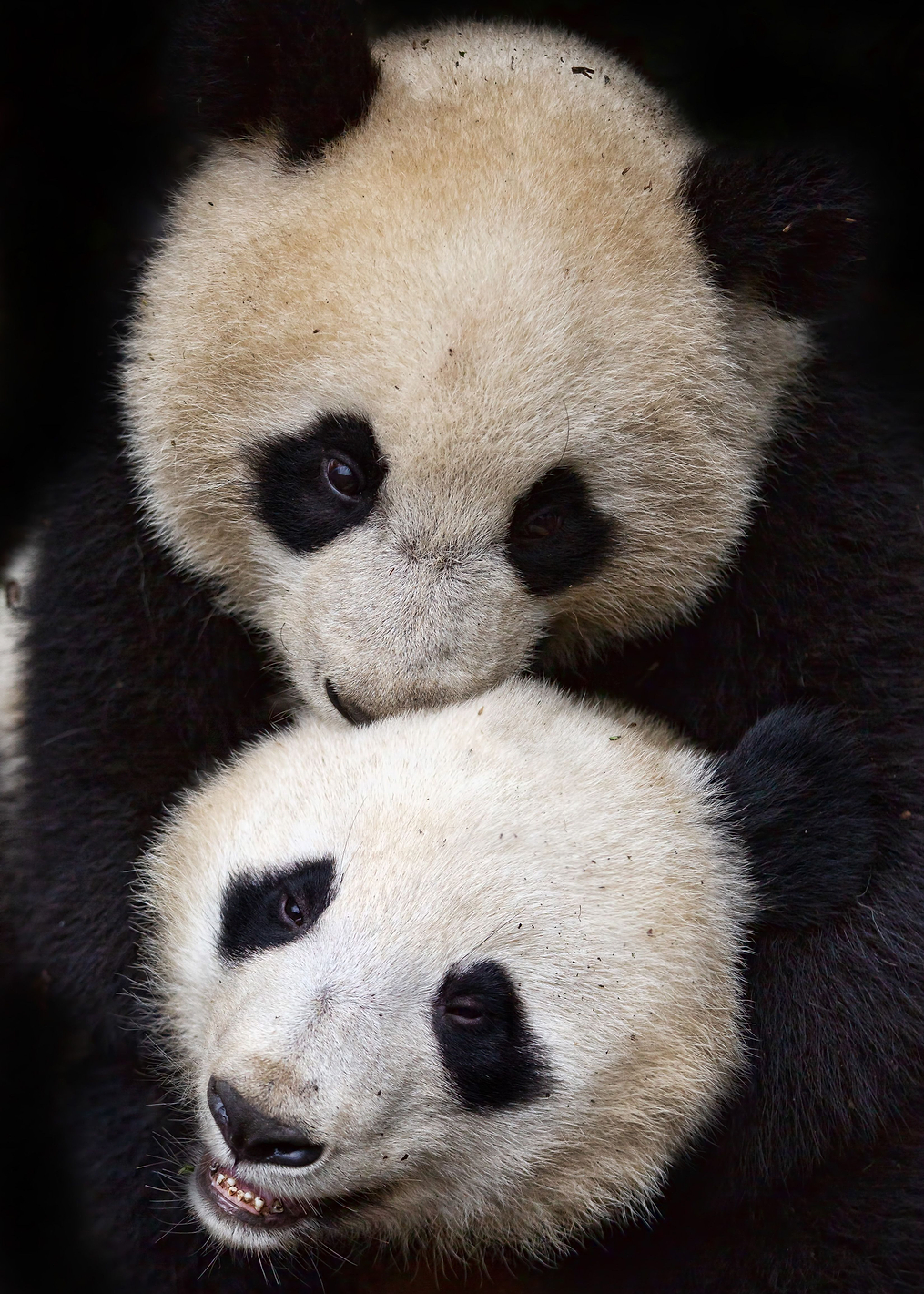 Panda Friends: постер из коллекции World Class Photos