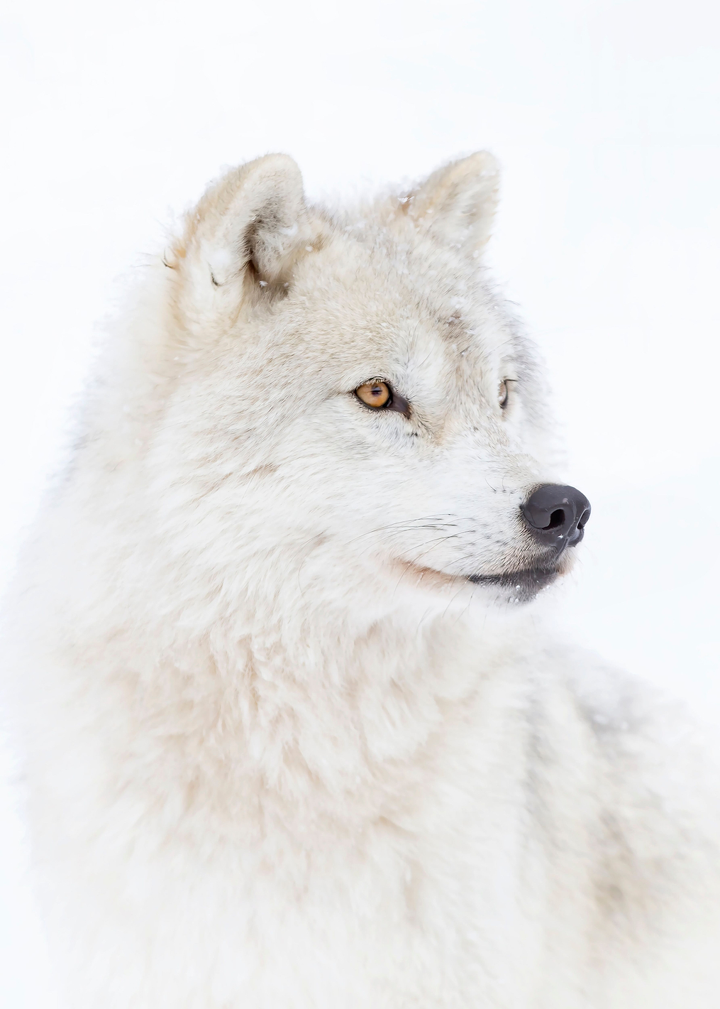 Arctic Wolf: постер из коллекции World Class Photos