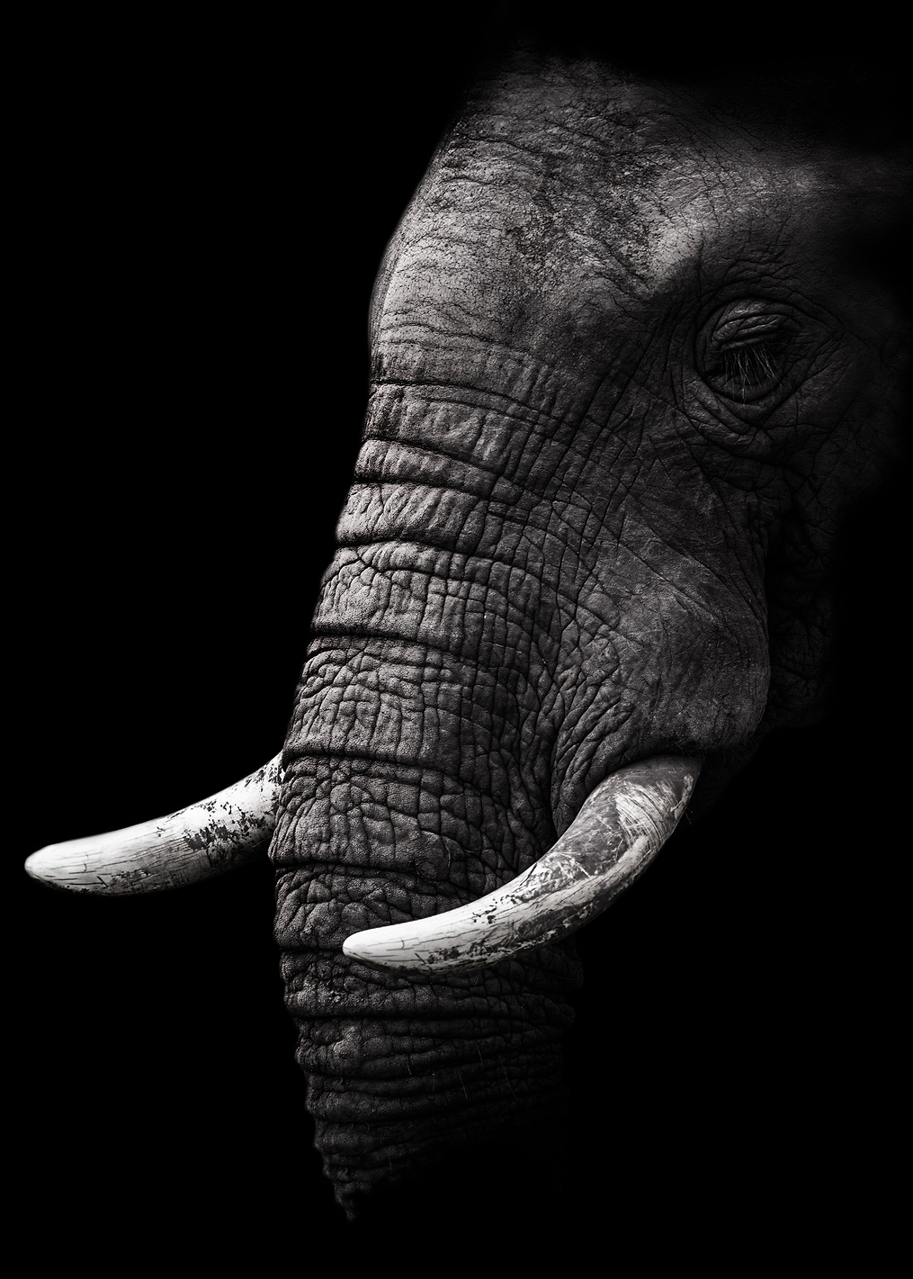 Wise Elephant: постер из коллекции World Class Photos