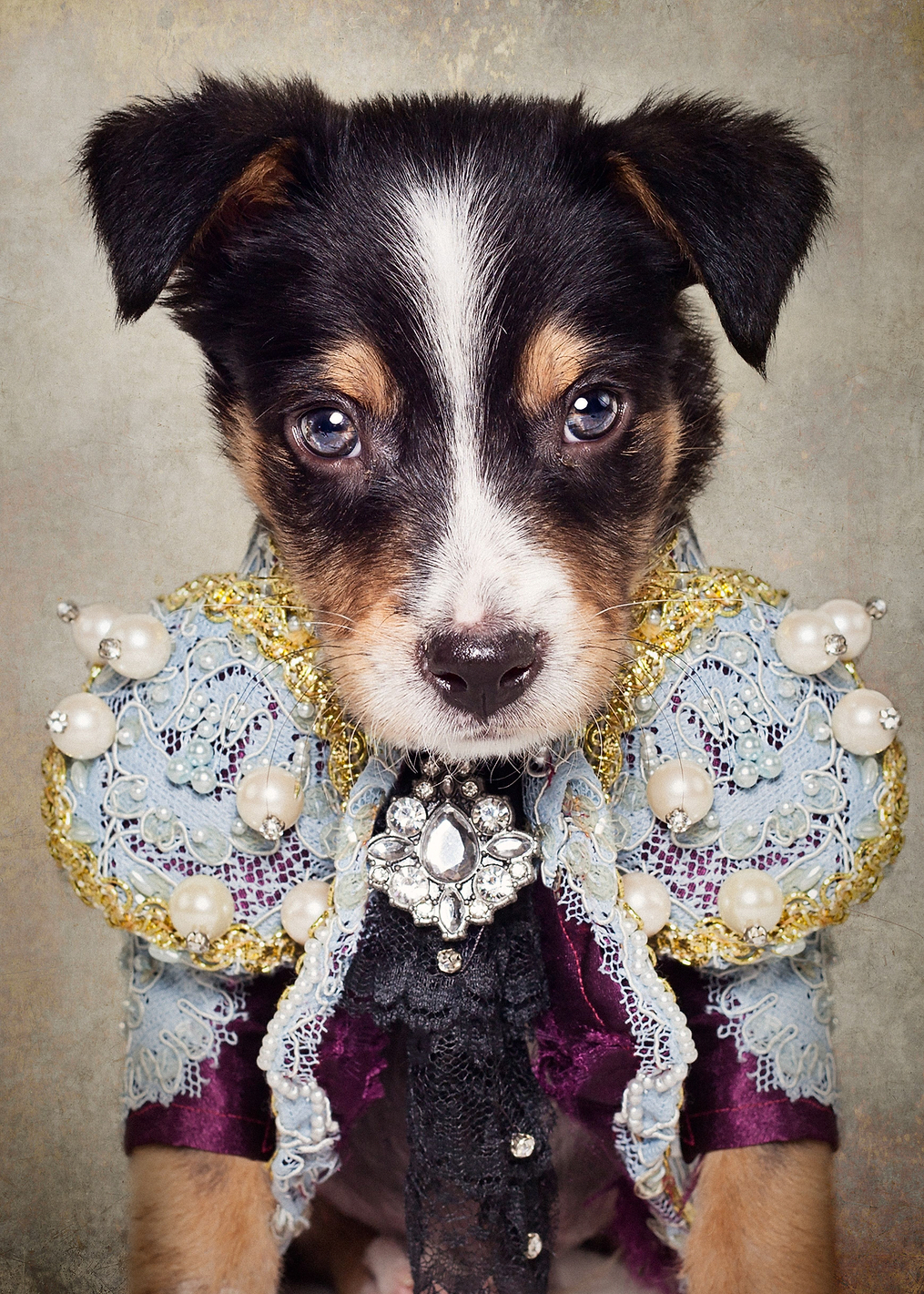 Fashion Dog: постер из коллекции World Class Photos