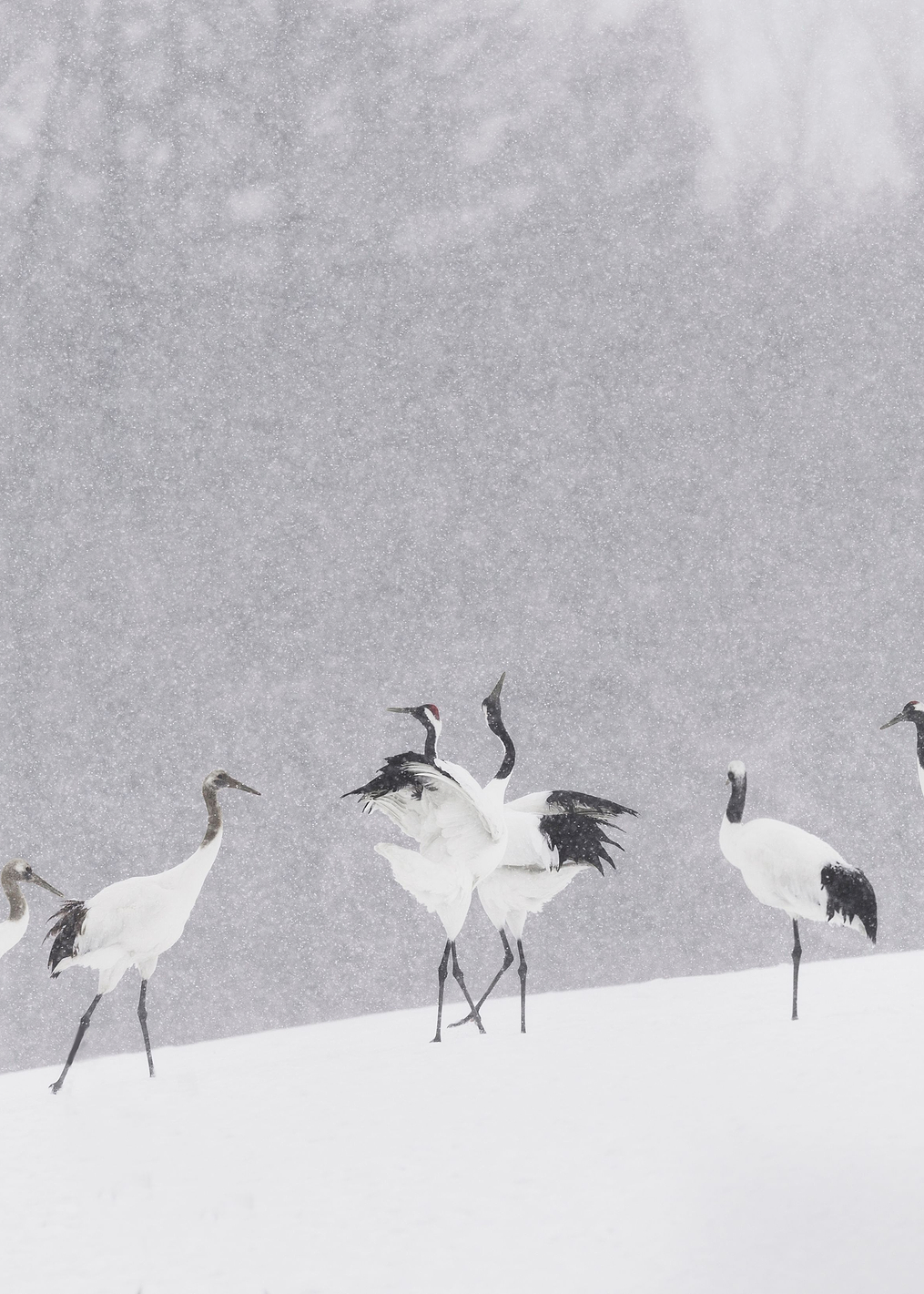 Japanese Cranes: постер из коллекции World Class Photos