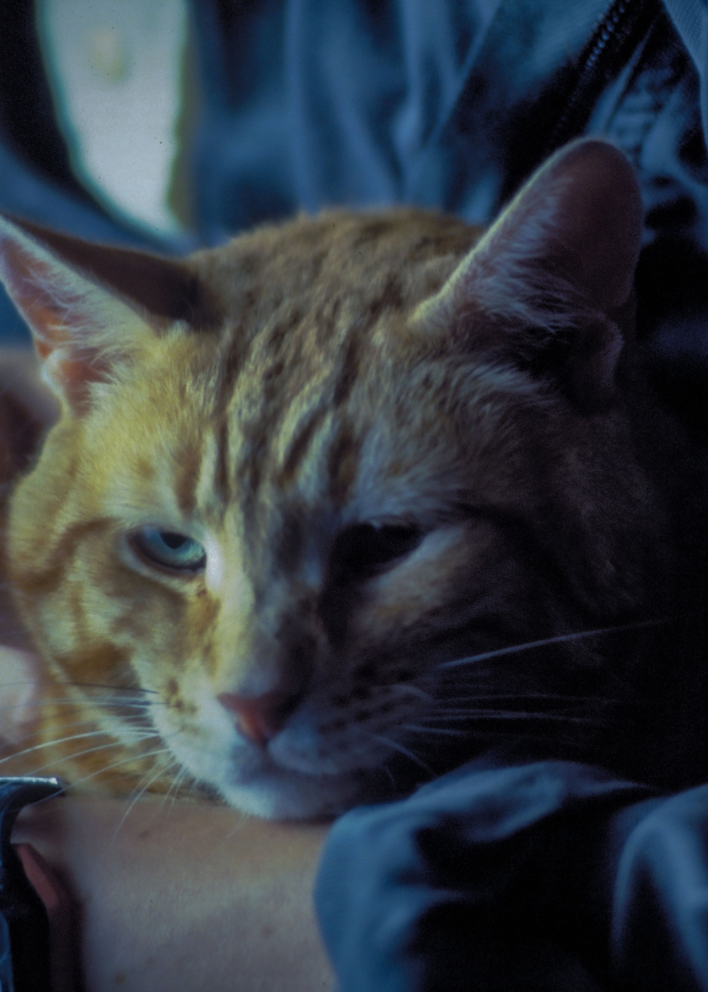 Jonesy The Cat: постер из коллекции Alien