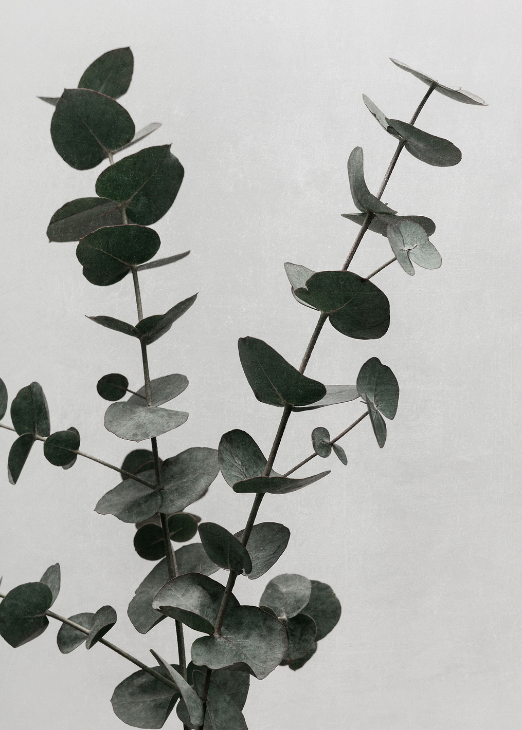 Eucalyptus Natural 04: постер из коллекции World Class Photos