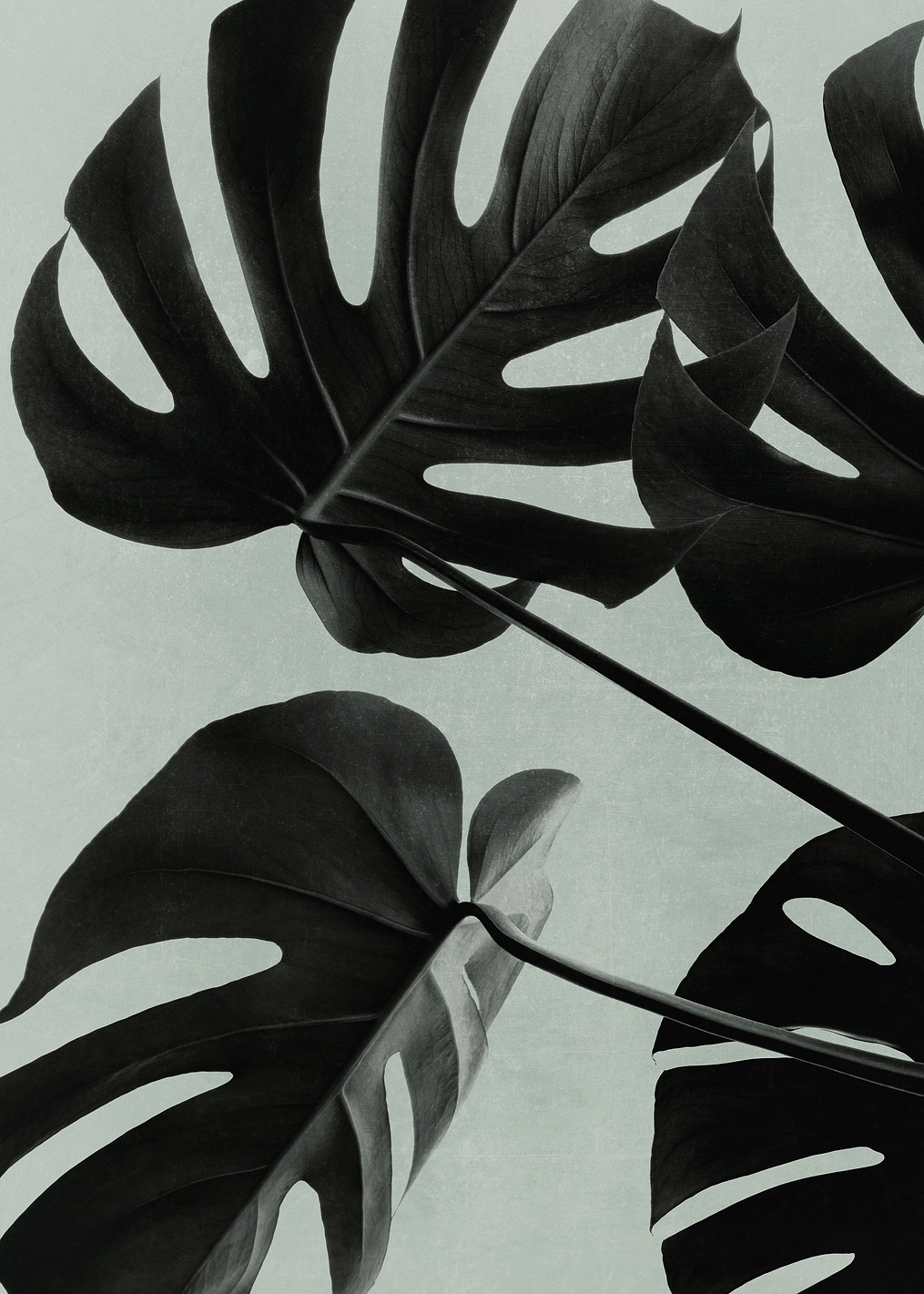 Monstera Teal 08: постер из коллекции World Class Photos