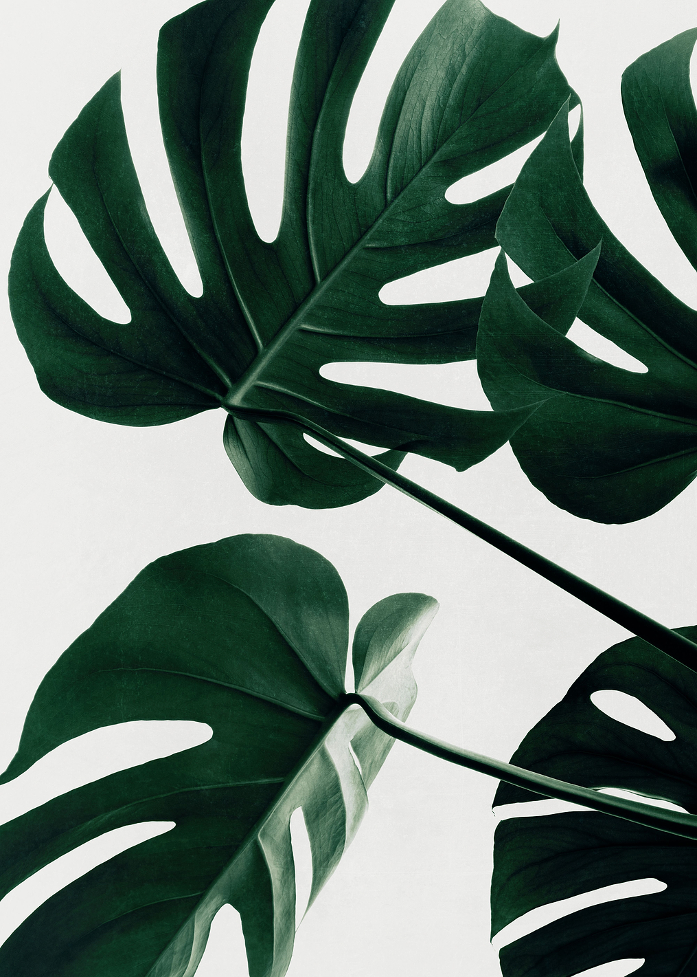 Monstera Natural 43: постер из коллекции World Class Photos