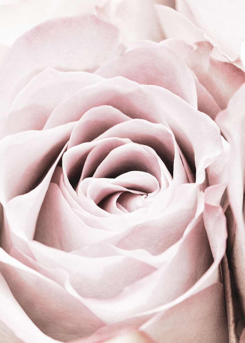 Pink Rose No 06: постер из коллекции World Class Photos