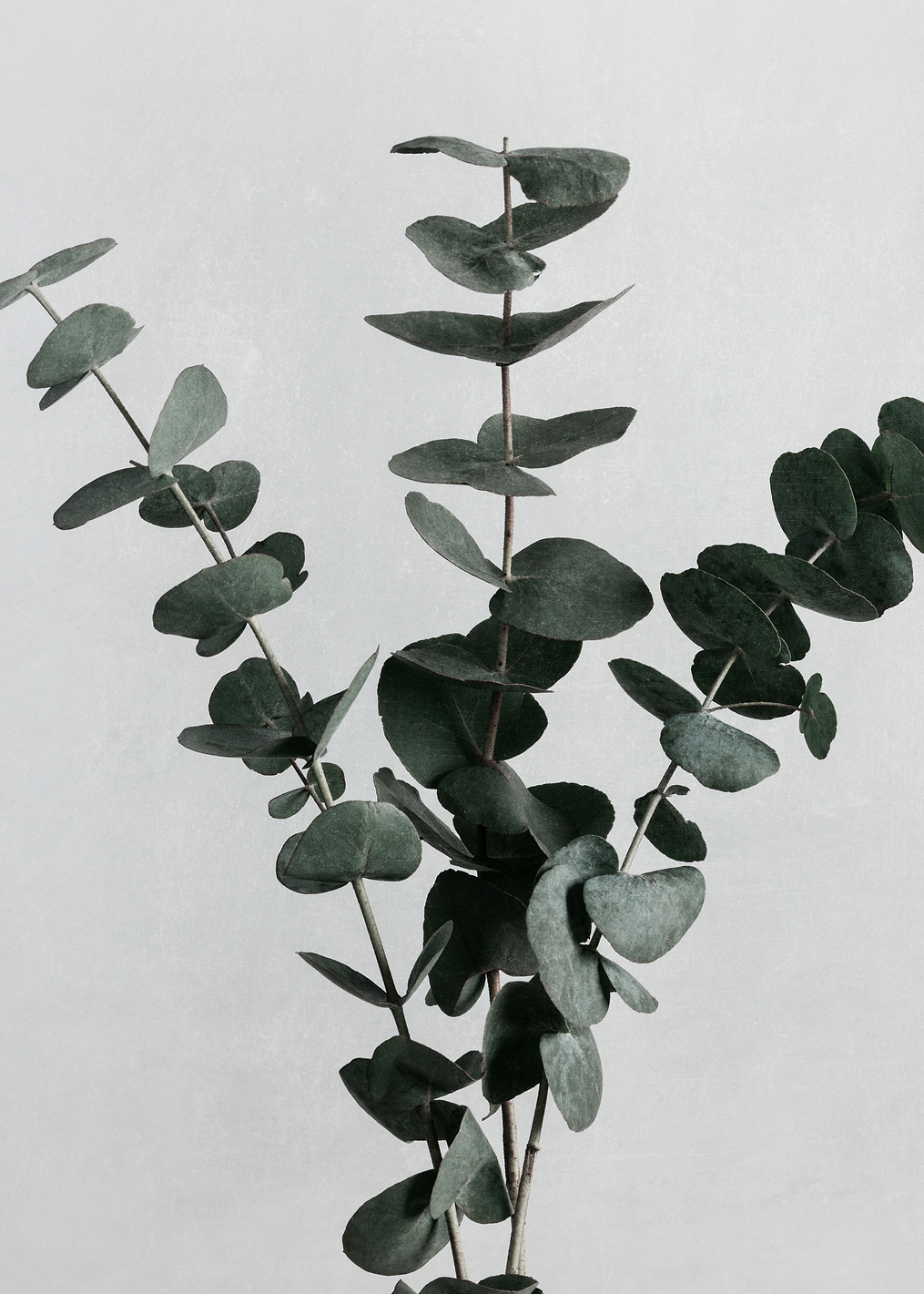 Eucalyptus Natural 01: постер из коллекции World Class Photos