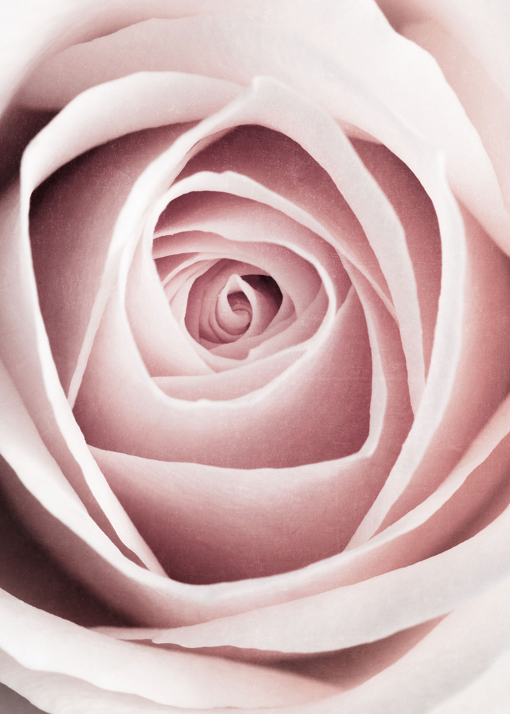 Pink Rose No 1: постер из коллекции World Class Photos