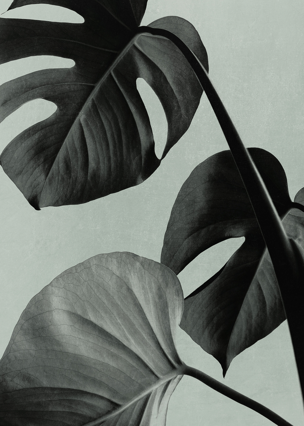 Monstera Teal 07: постер из коллекции World Class Photos
