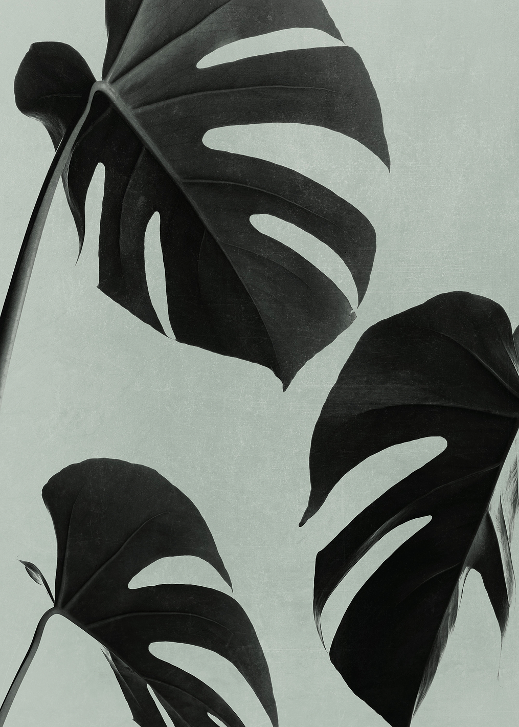 Monstera Teal 05: постер из коллекции World Class Photos