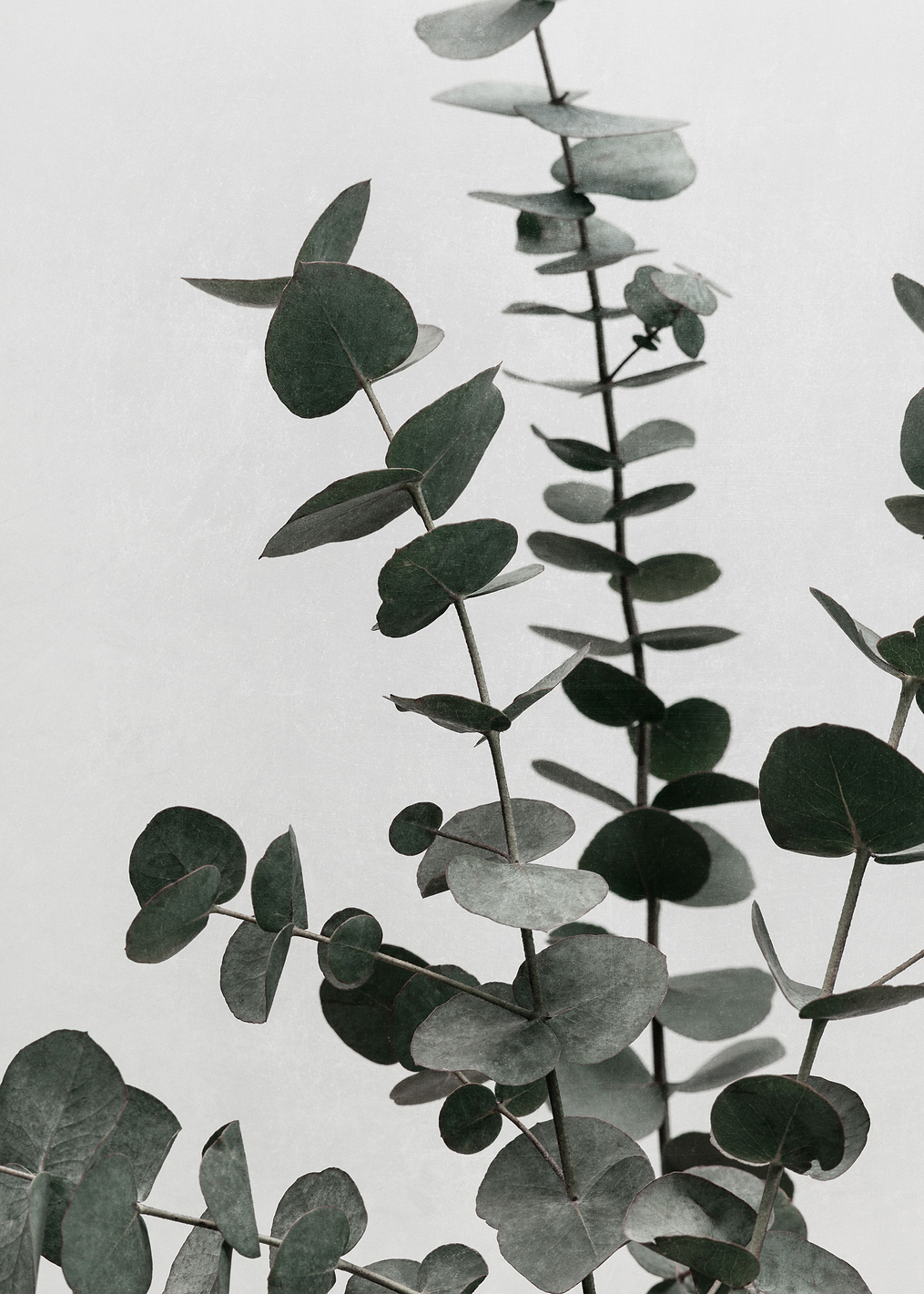 Eucalyptus Natural 07: постер из коллекции World Class Photos