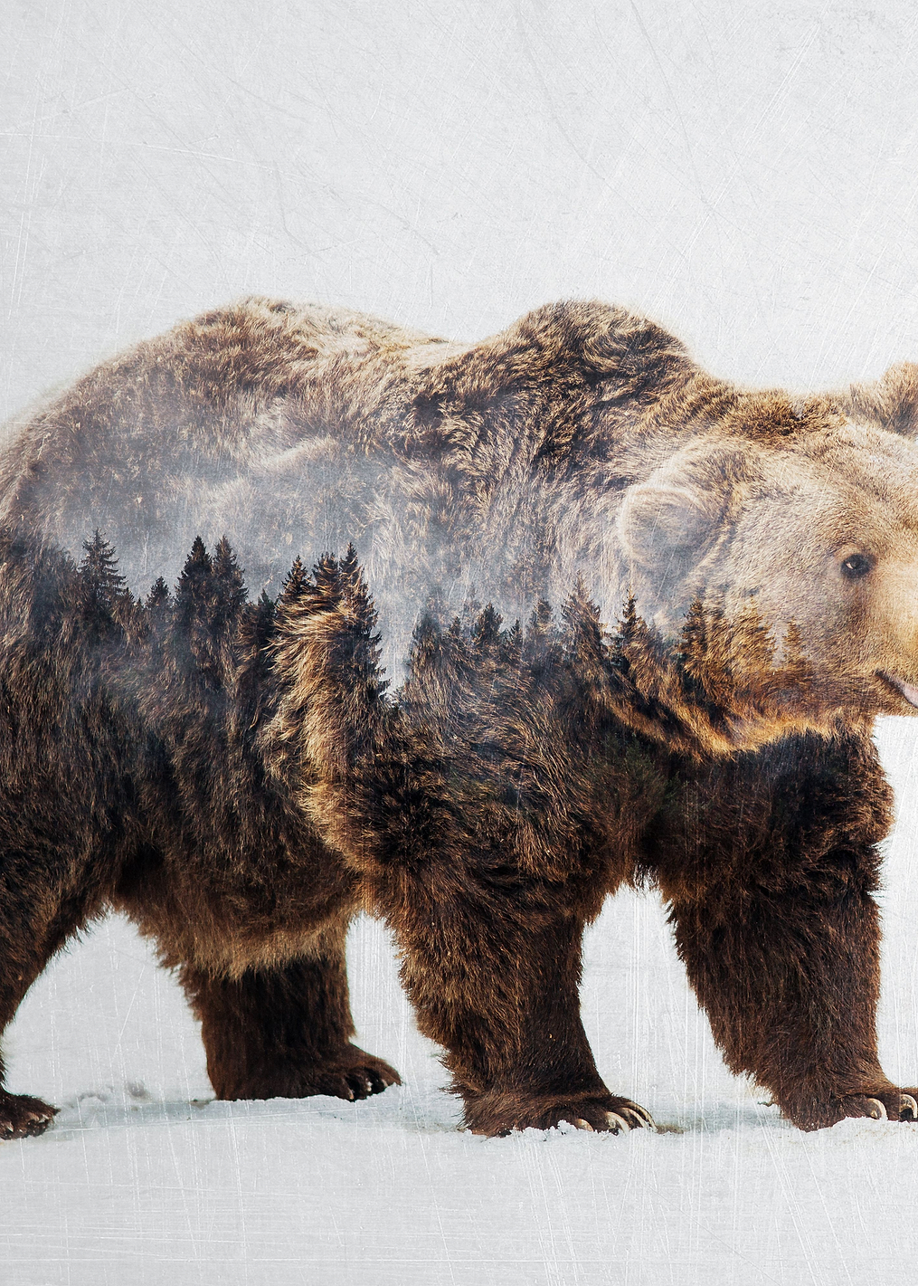 Bear: постер из коллекции World Class Photos