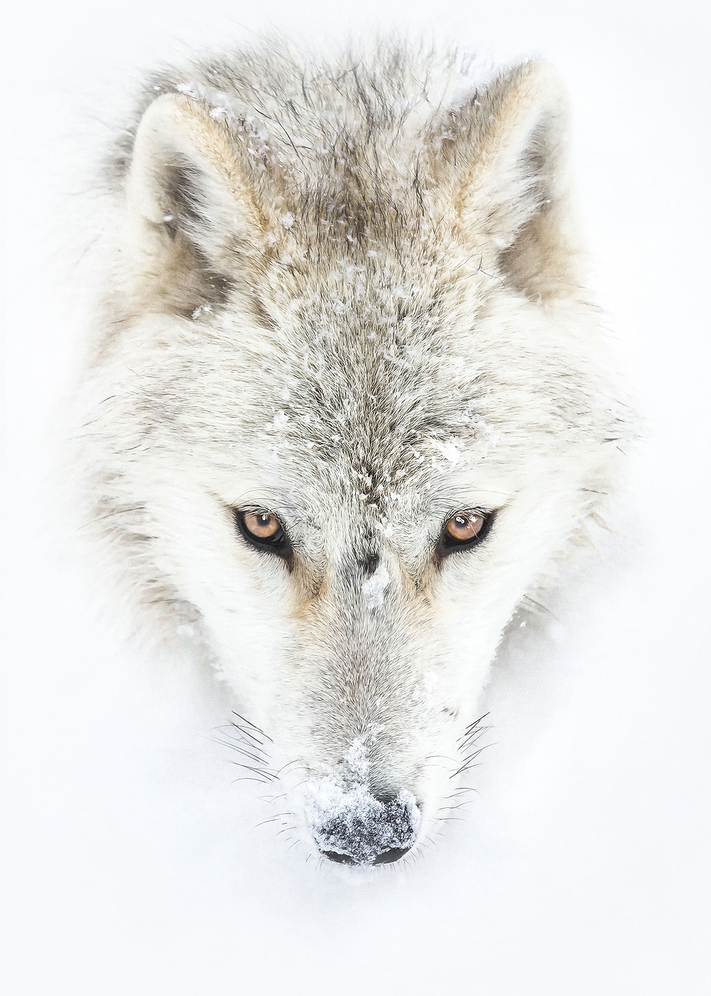 Arctic Wolf Closeup: постер из коллекции World Class Photos