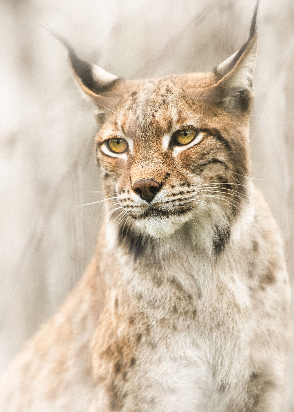 Lynx portrait in the fog: постер из коллекции World Class Photos