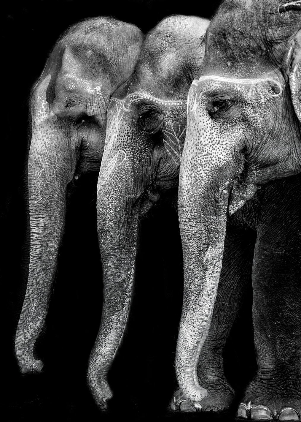 Elephants: постер из коллекции World Class Photos