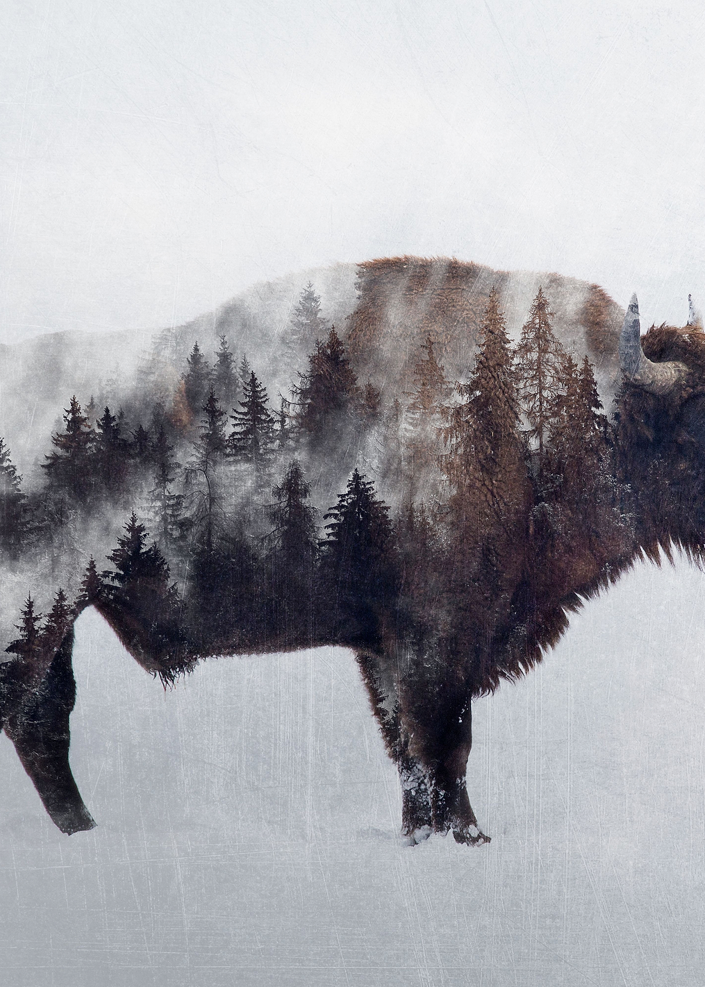 Bison Double Exposure: постер из коллекции World Class Photos