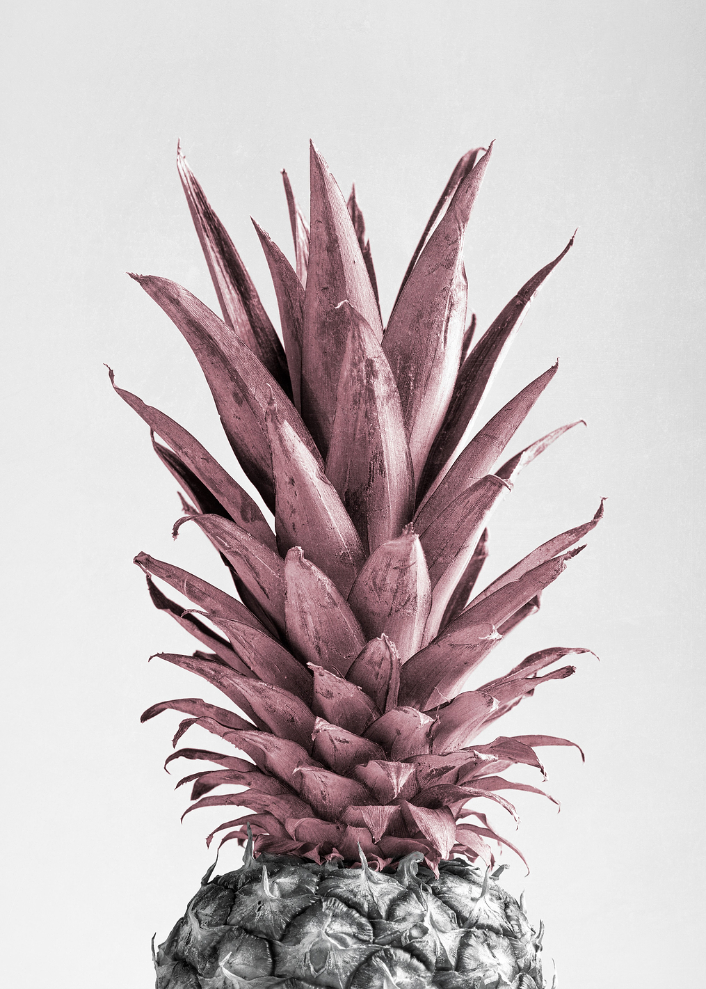 Pineapple Pink: постер из коллекции World Class Photos