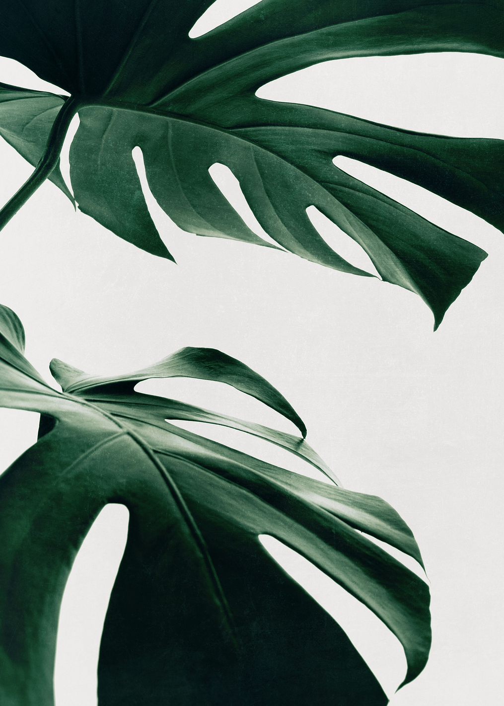 Monstera Natural 12: постер из коллекции World Class Photos