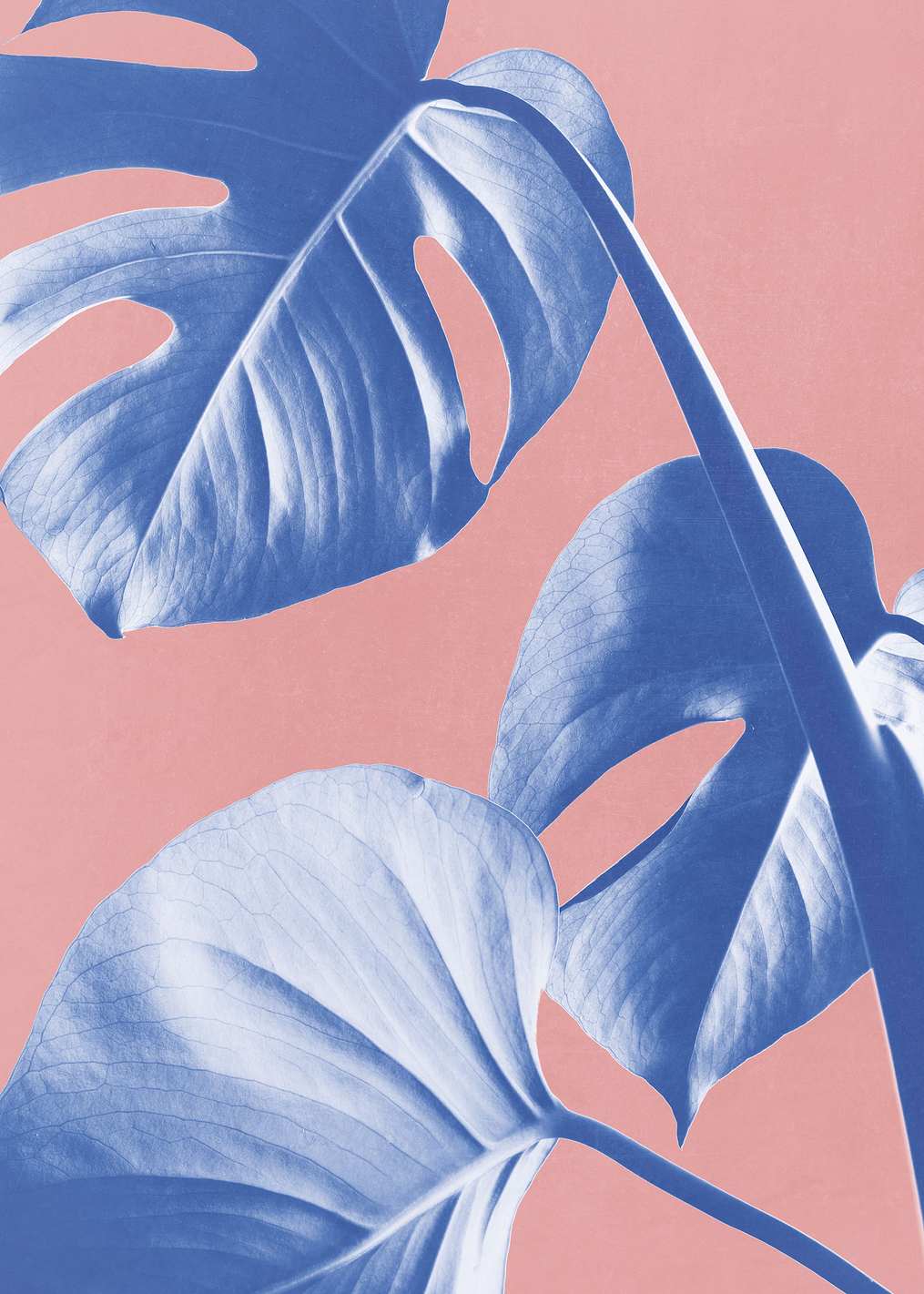 Monstera Purple 05: постер из коллекции World Class Photos
