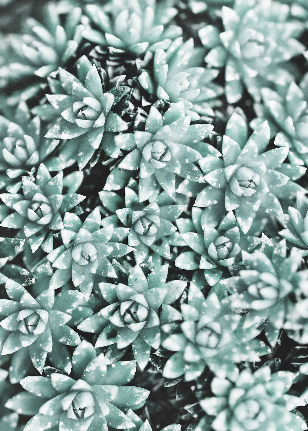 Plant: постер из коллекции World Class Photos