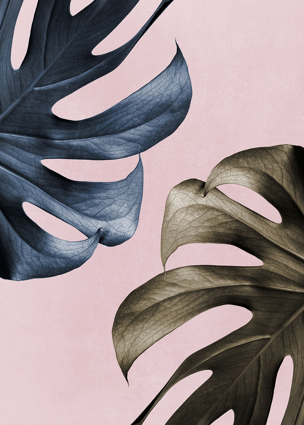 Monstera Pink Light 01: постер из коллекции World Class Photos