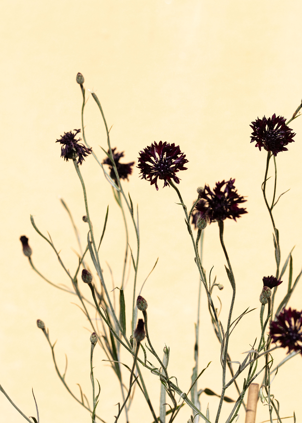 Withered flowers: постер из коллекции World Class Photos