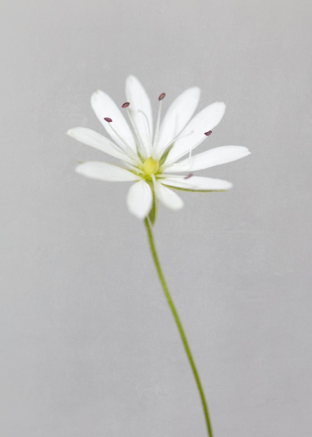 Small white flower: постер из коллекции World Class Photos