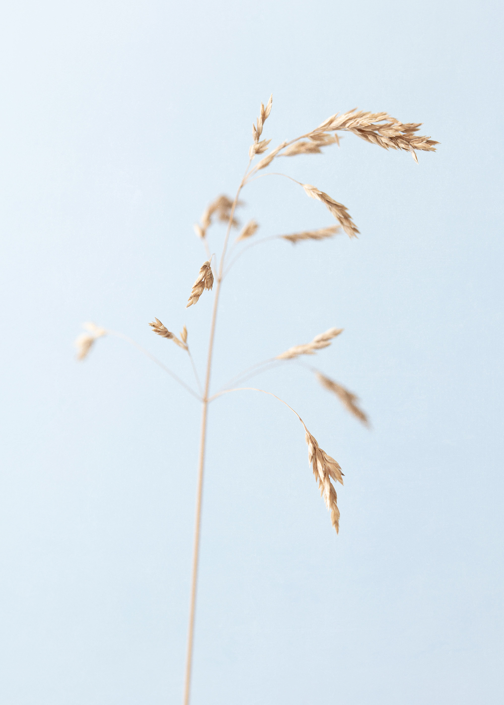 Dried single grass straw: постер из коллекции World Class Photos
