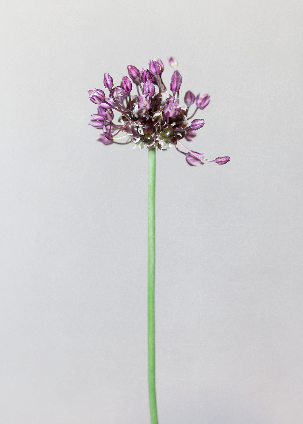 Chive flower: постер из коллекции World Class Photos