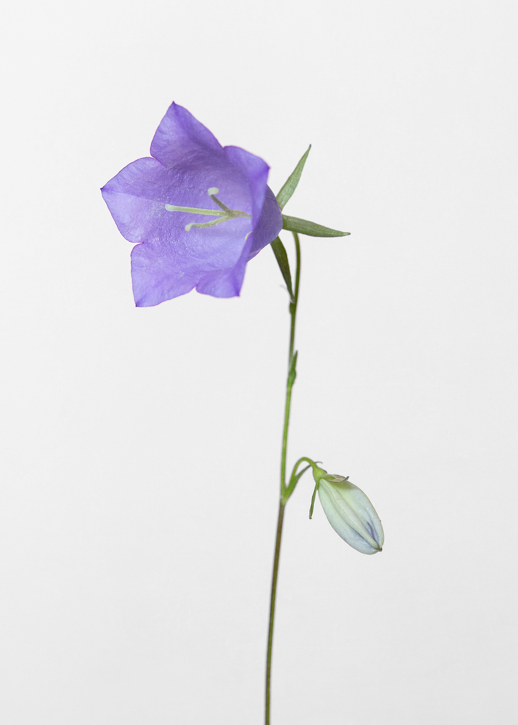 Bluebell gray background: постер из коллекции World Class Photos