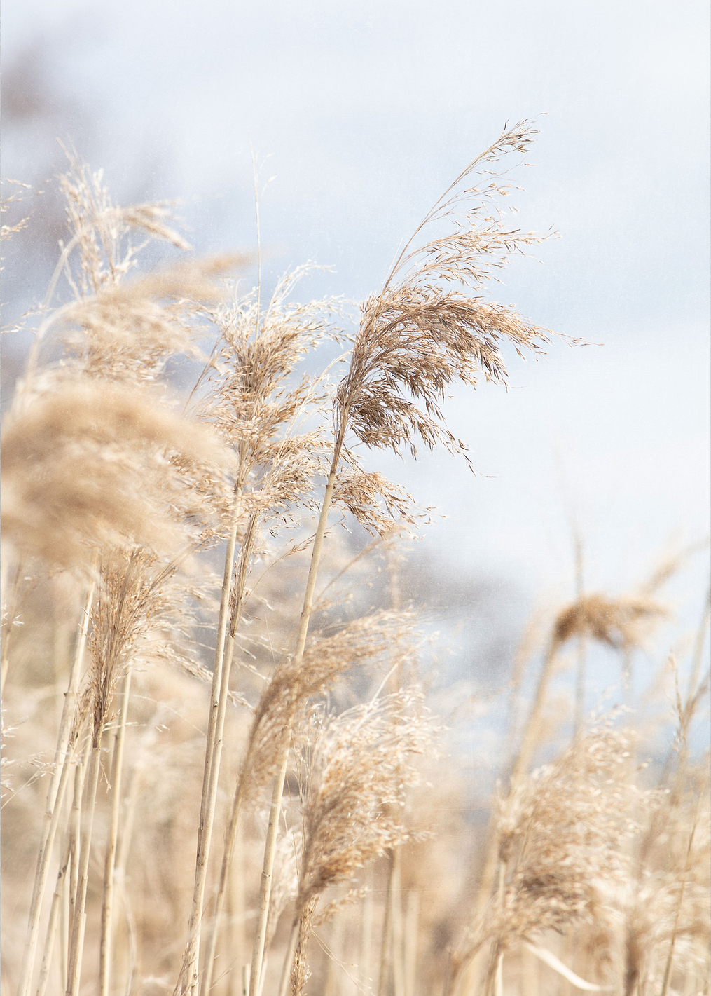 Grass Reed and sky: постер из коллекции World Class Photos