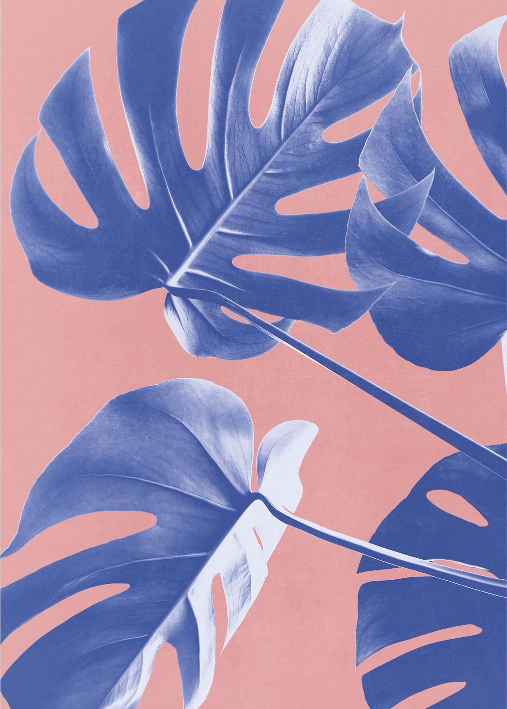 Monstera Purple 06: постер из коллекции World Class Photos