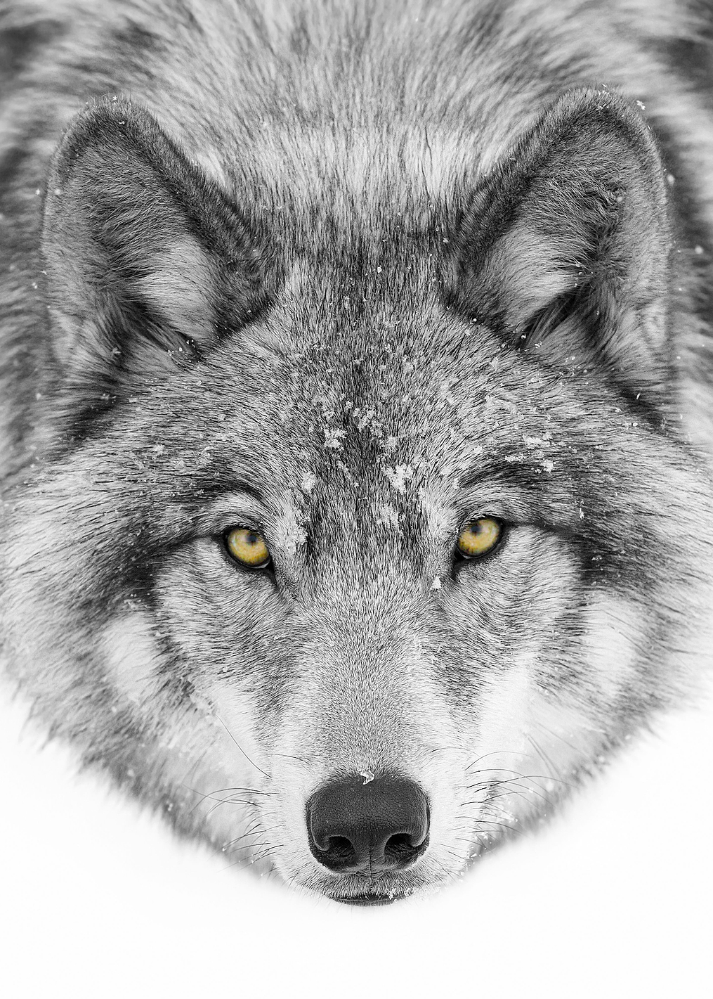 Timber Wolf: постер из коллекции World Class Photos
