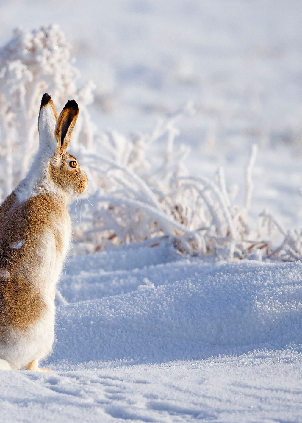 White tailed Jackrabbit: постер из коллекции World Class Photos