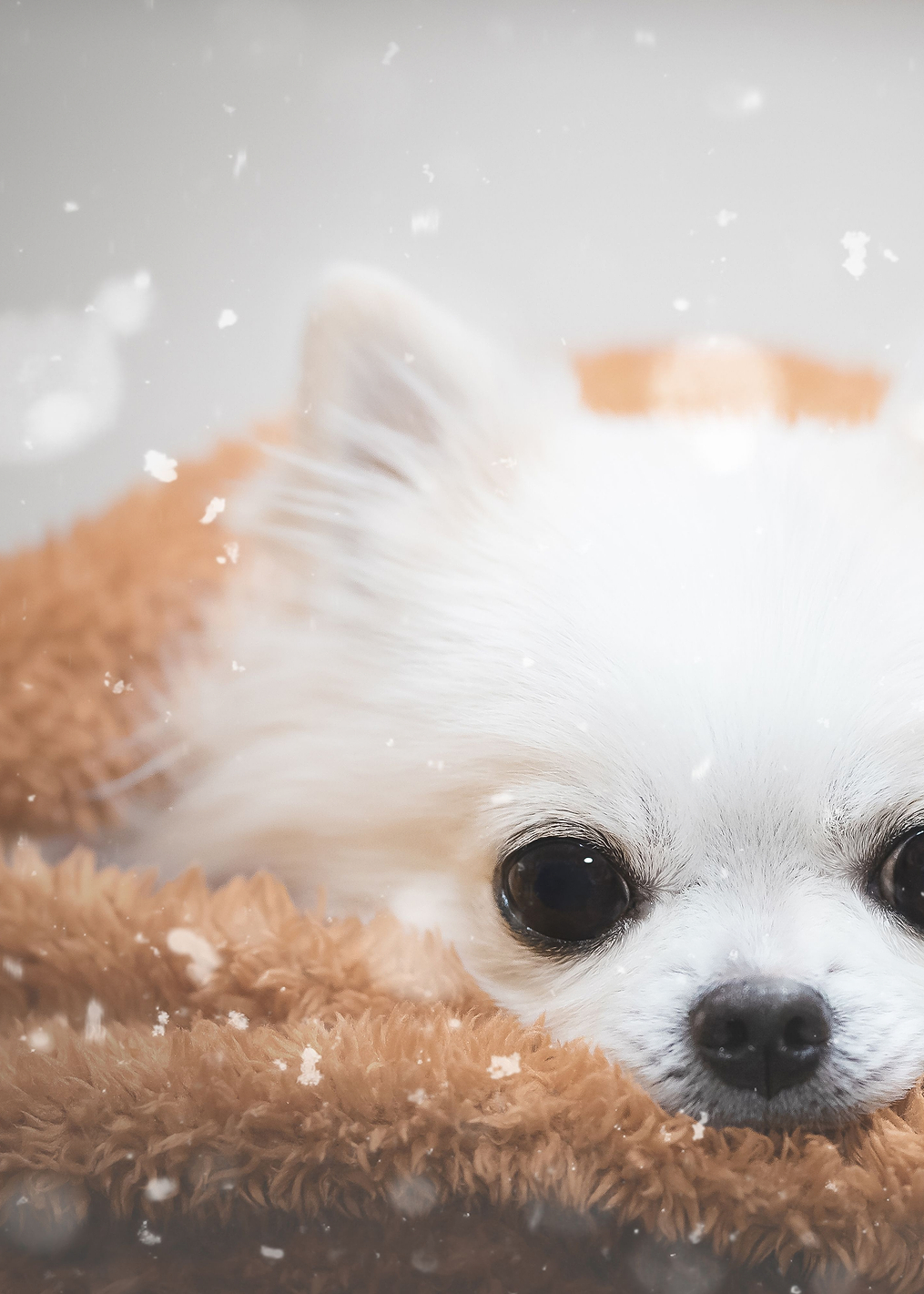 One day in winter: постер из коллекции World Class Photos