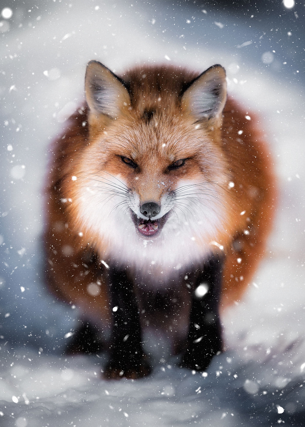 Renart: постер из коллекции World Class Photos