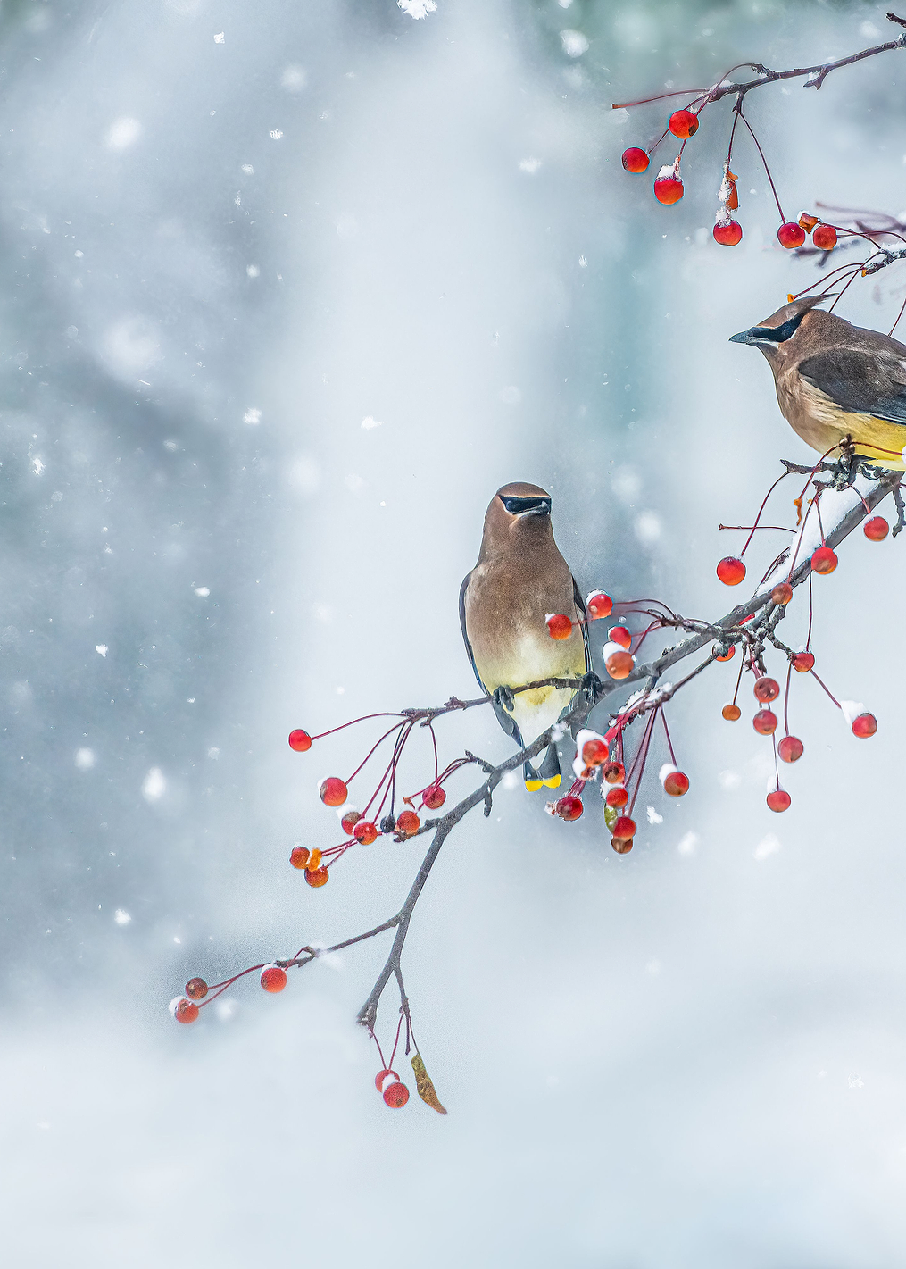 Colors of Winter: постер из коллекции World Class Photos