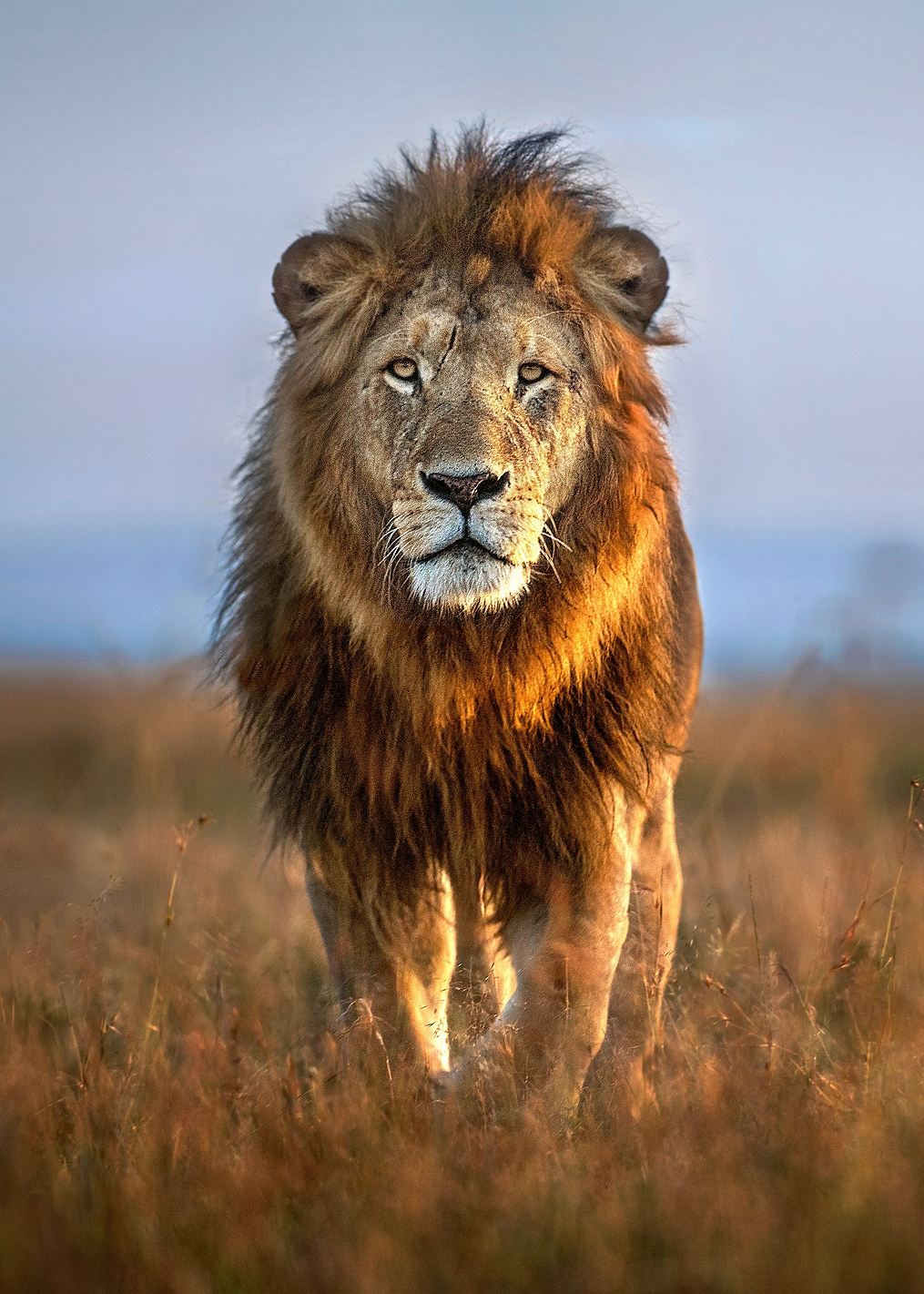 The Lion: постер из коллекции World Class Photos
