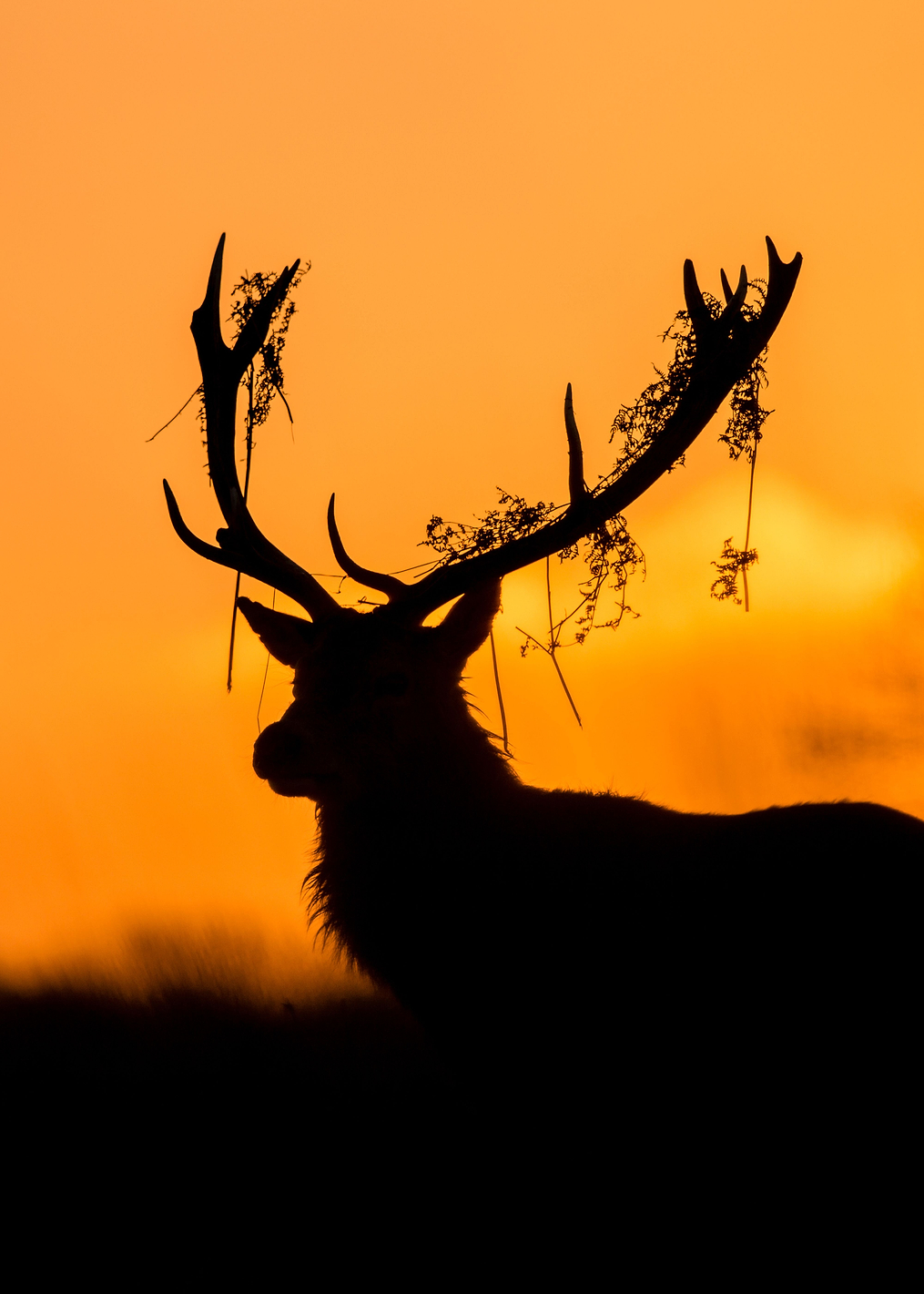 Red Deer Stag Silhouette: постер из коллекции World Class Photos