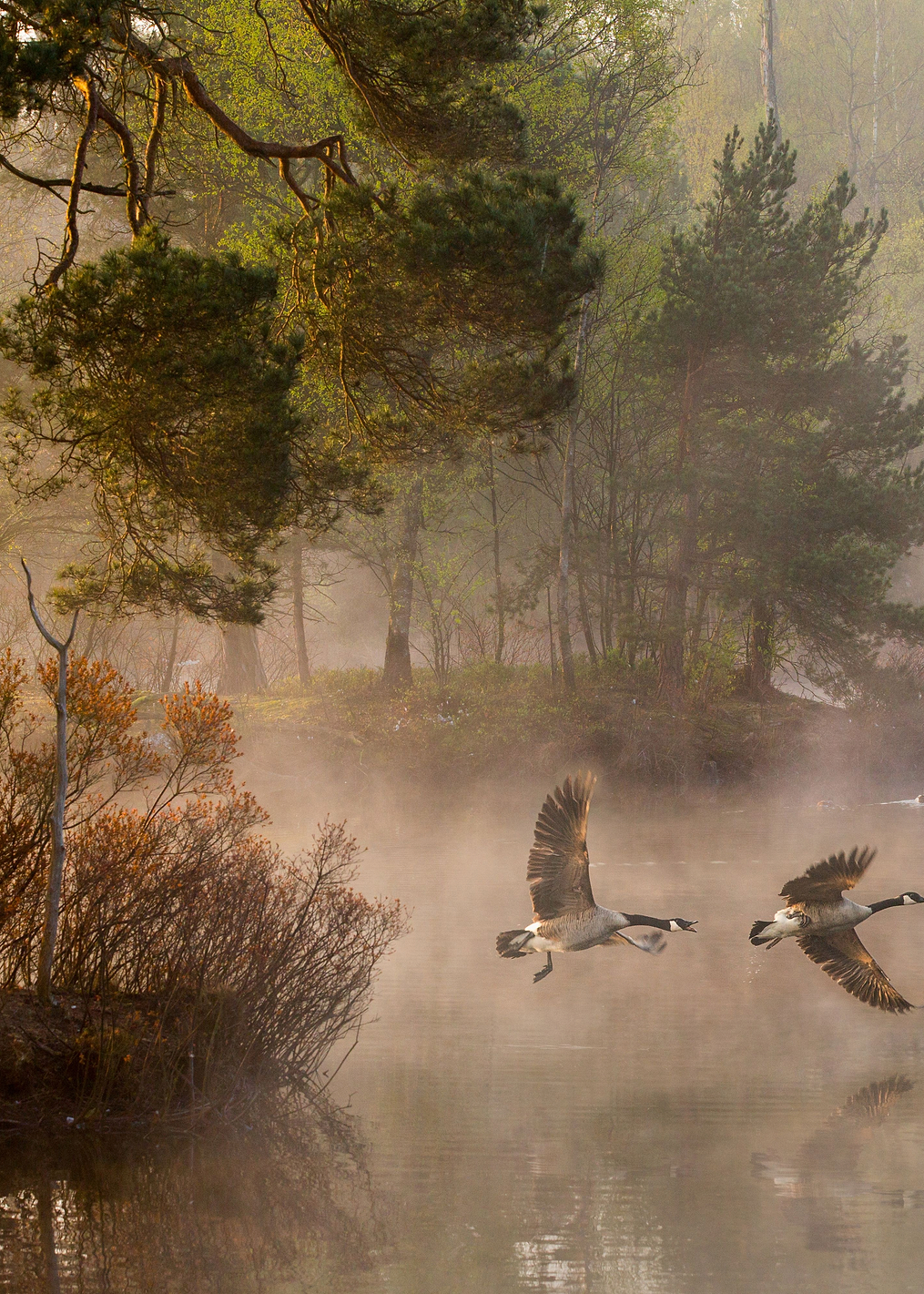 Goose fight: постер из коллекции World Class Photos