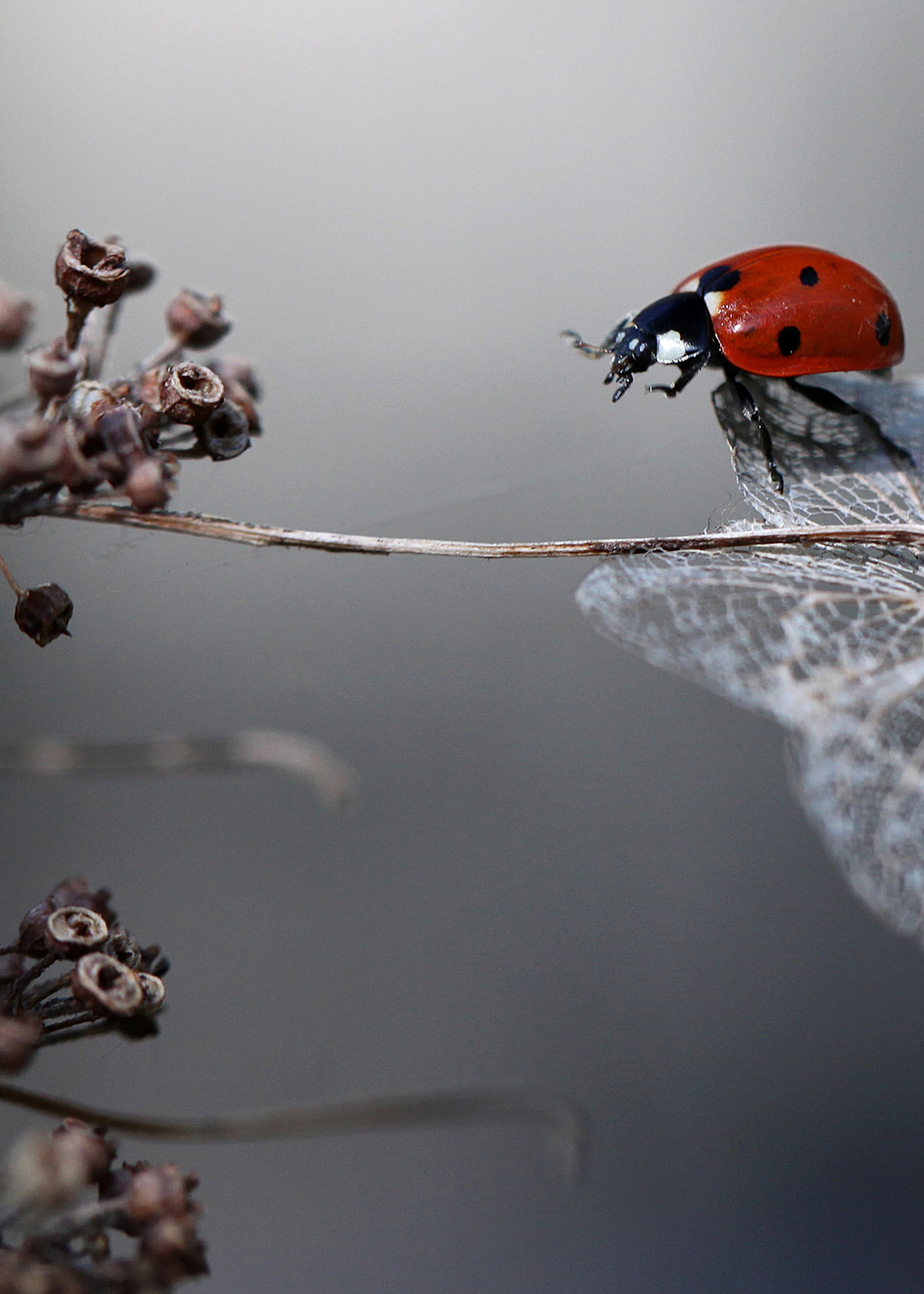 Ladybird on hydrangea: постер из коллекции World Class Photos