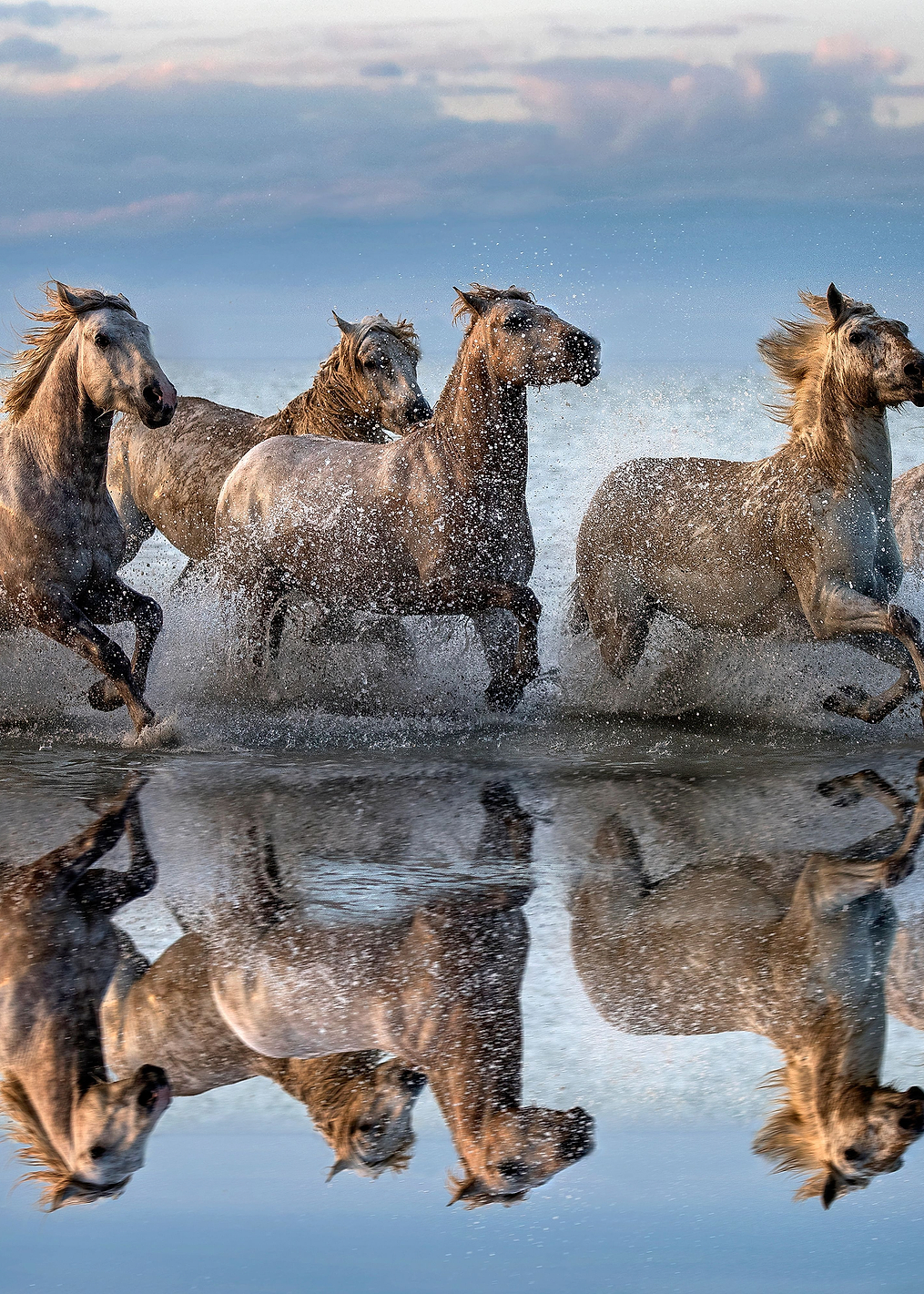 Horses and reflection: постер из коллекции World Class Photos