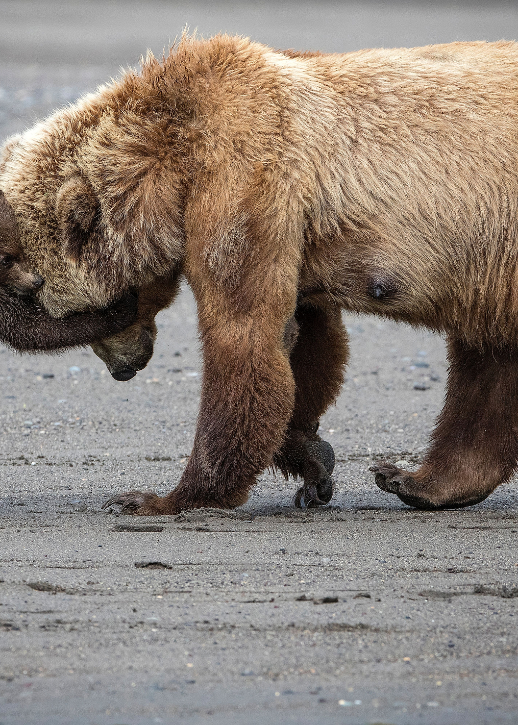 A Little Bear Hug: постер из коллекции World Class Photos