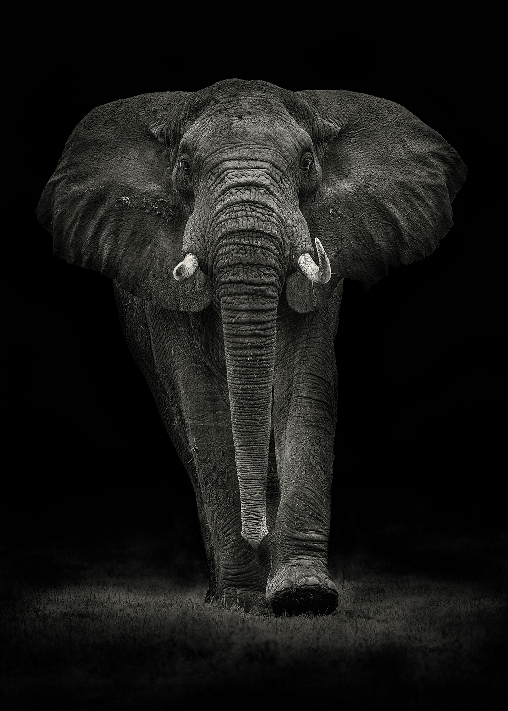 Ngorongoro Bull: постер из коллекции World Class Photos