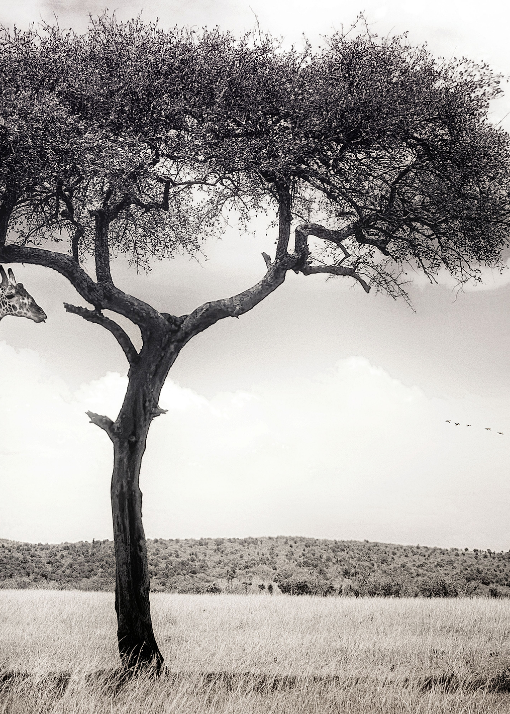 Under the African Sun: постер из коллекции World Class Photos