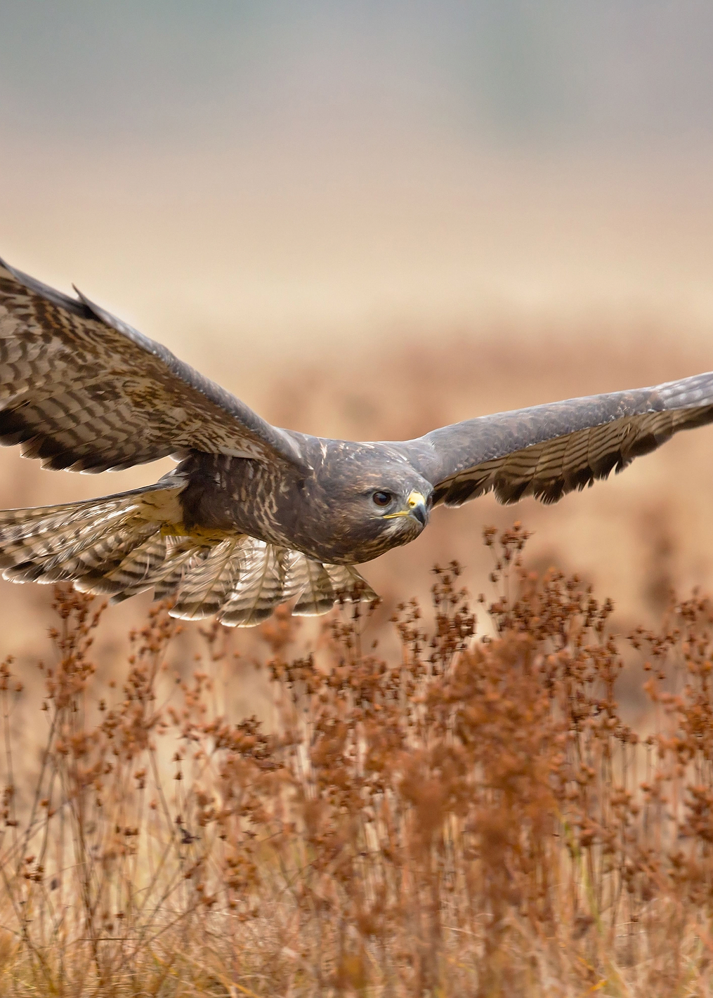 Common Buzzard: постер из коллекции World Class Photos