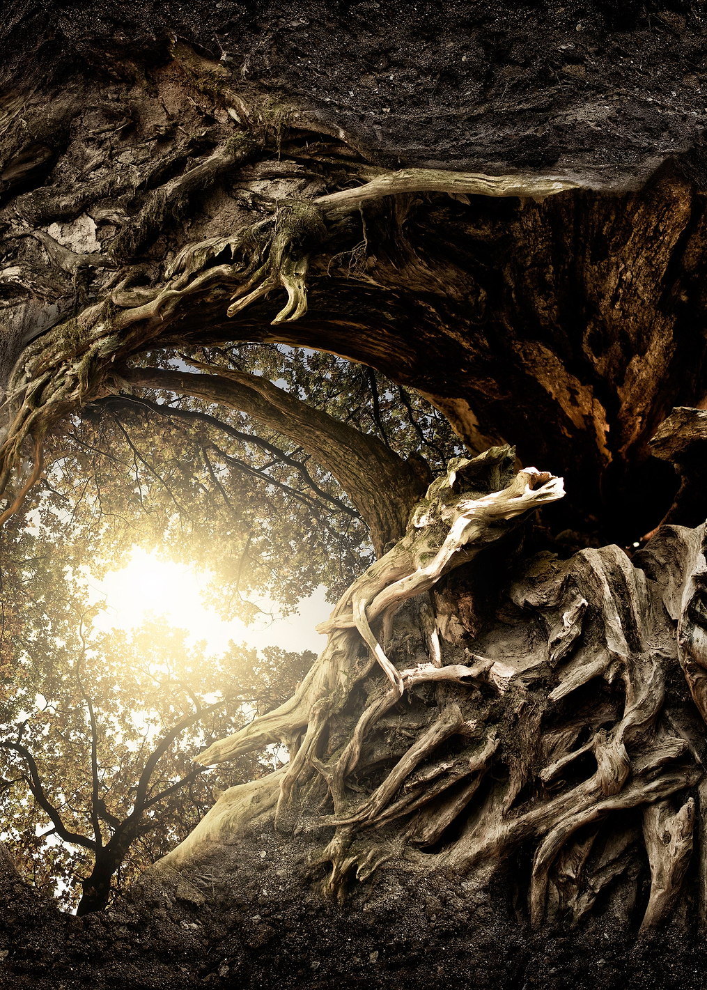 Under The Trees: постер из коллекции World Class Photos