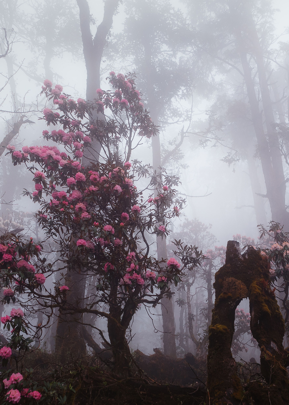 Through the fog: постер из коллекции World Class Photos