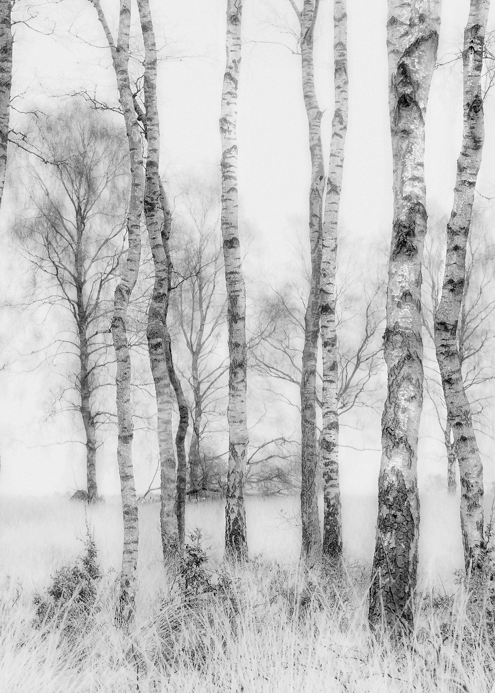 Black and White: постер из коллекции World Class Photos
