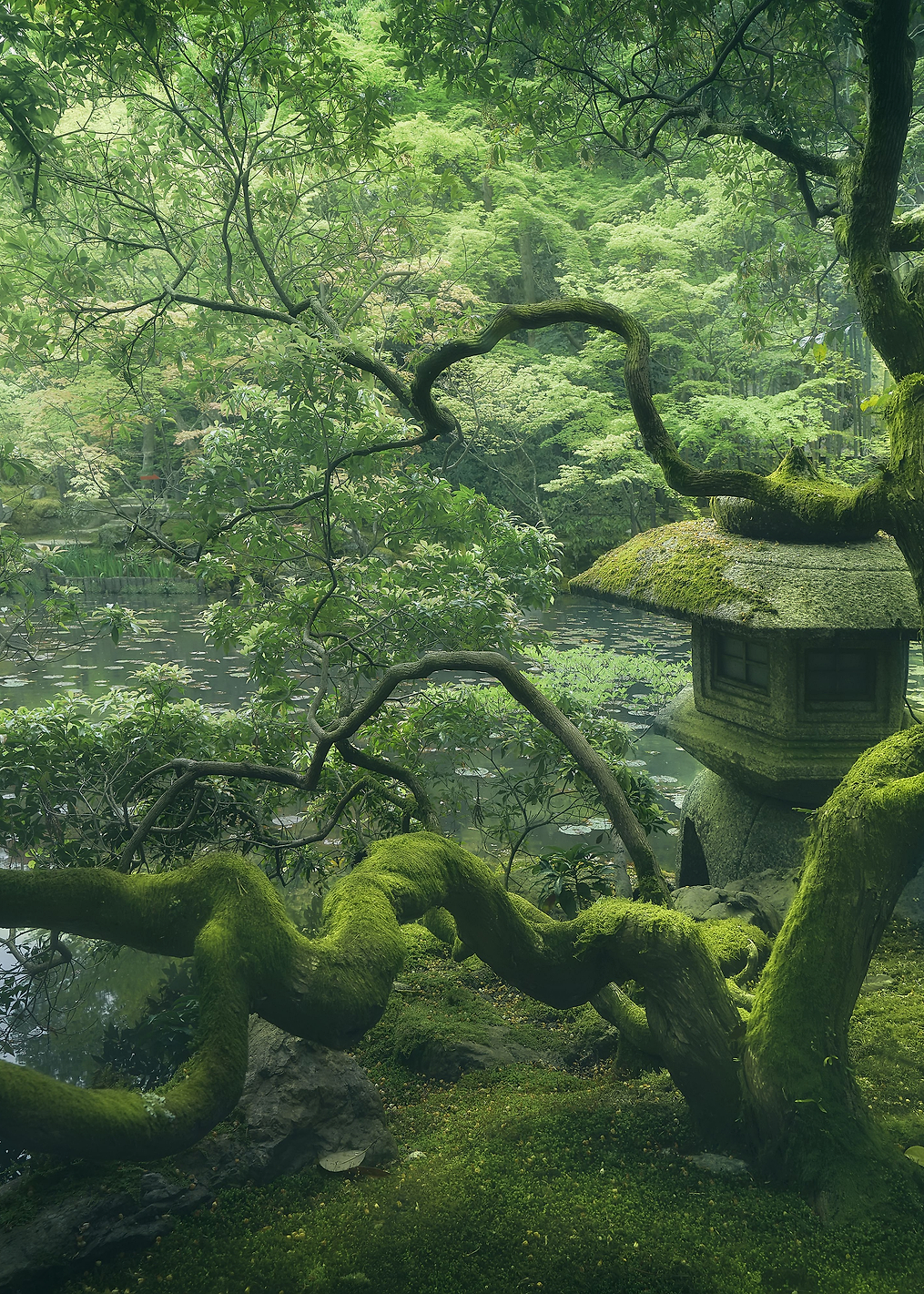 Japanese Tree: постер из коллекции World Class Photos